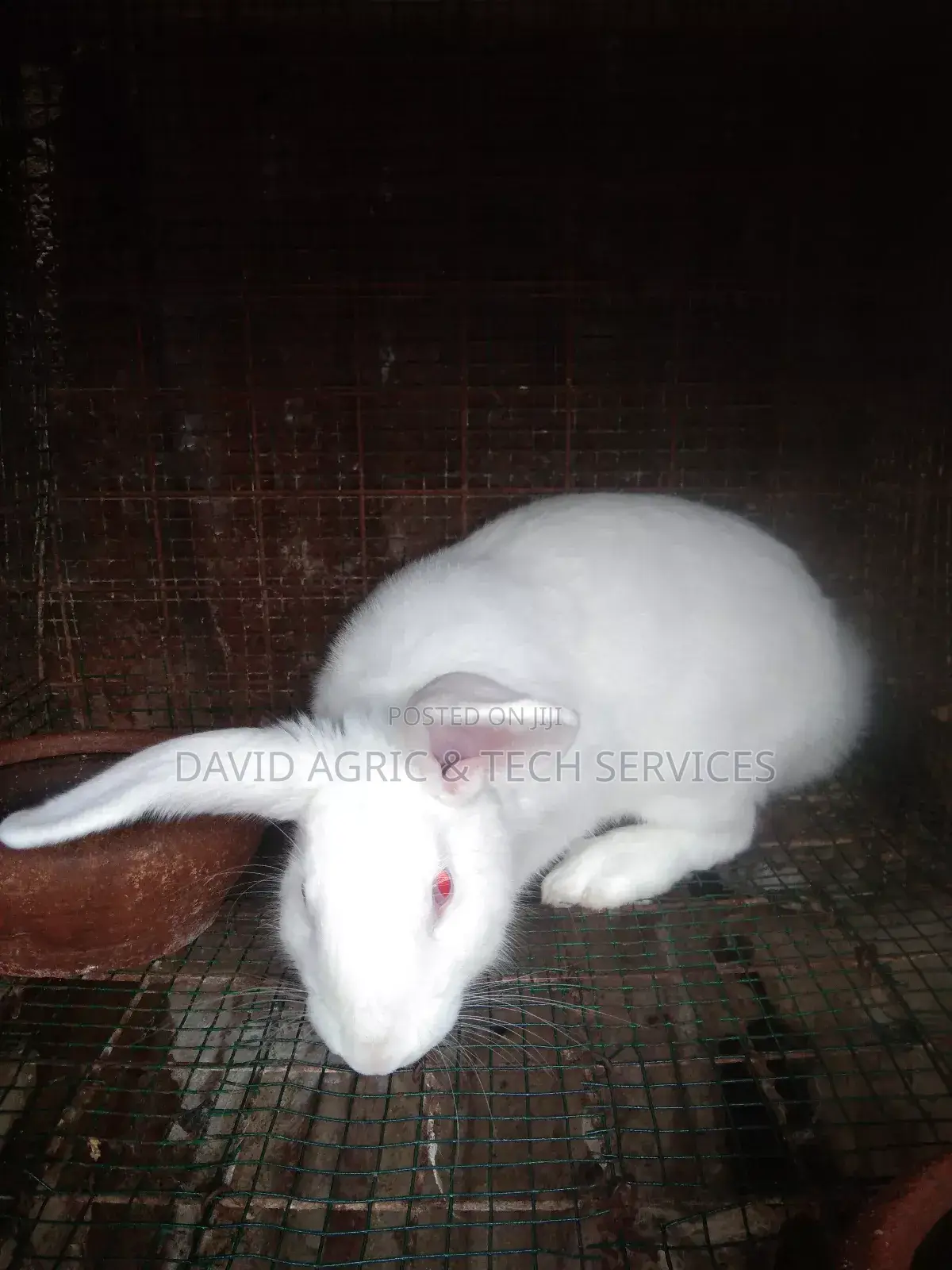 Rabbit Cages and Rabbit Breeders