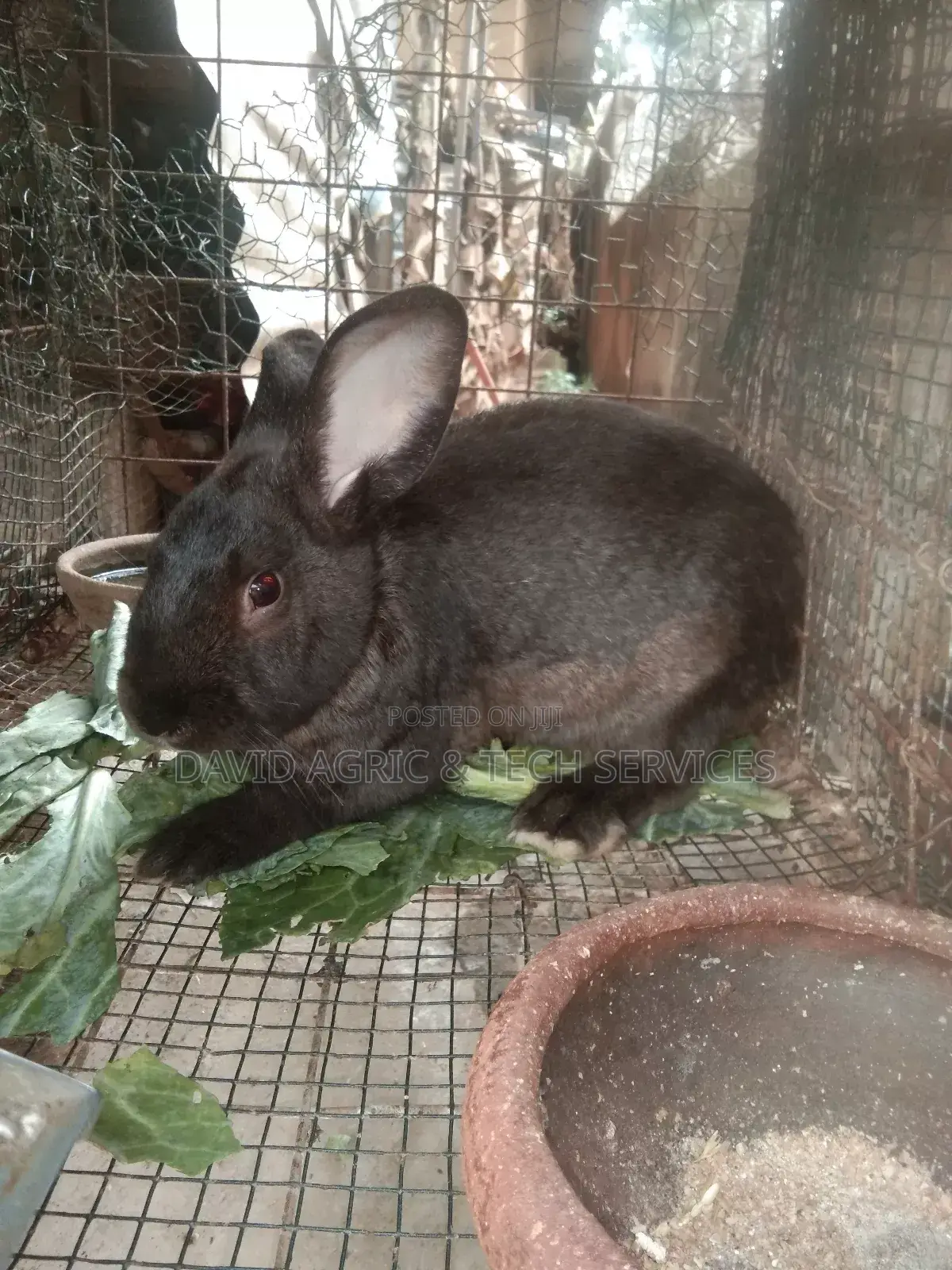 Rabbit Cages and Rabbit Breeders