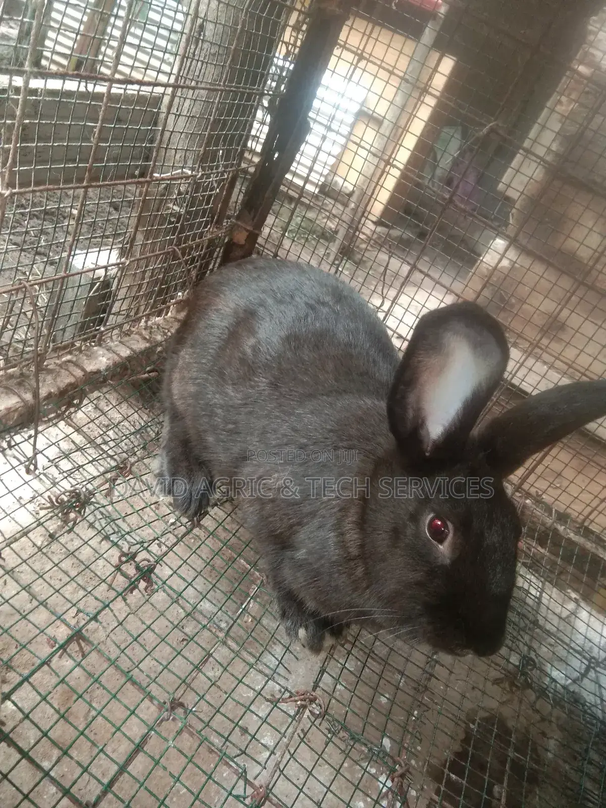 Rabbit Cages and Rabbit Breeders