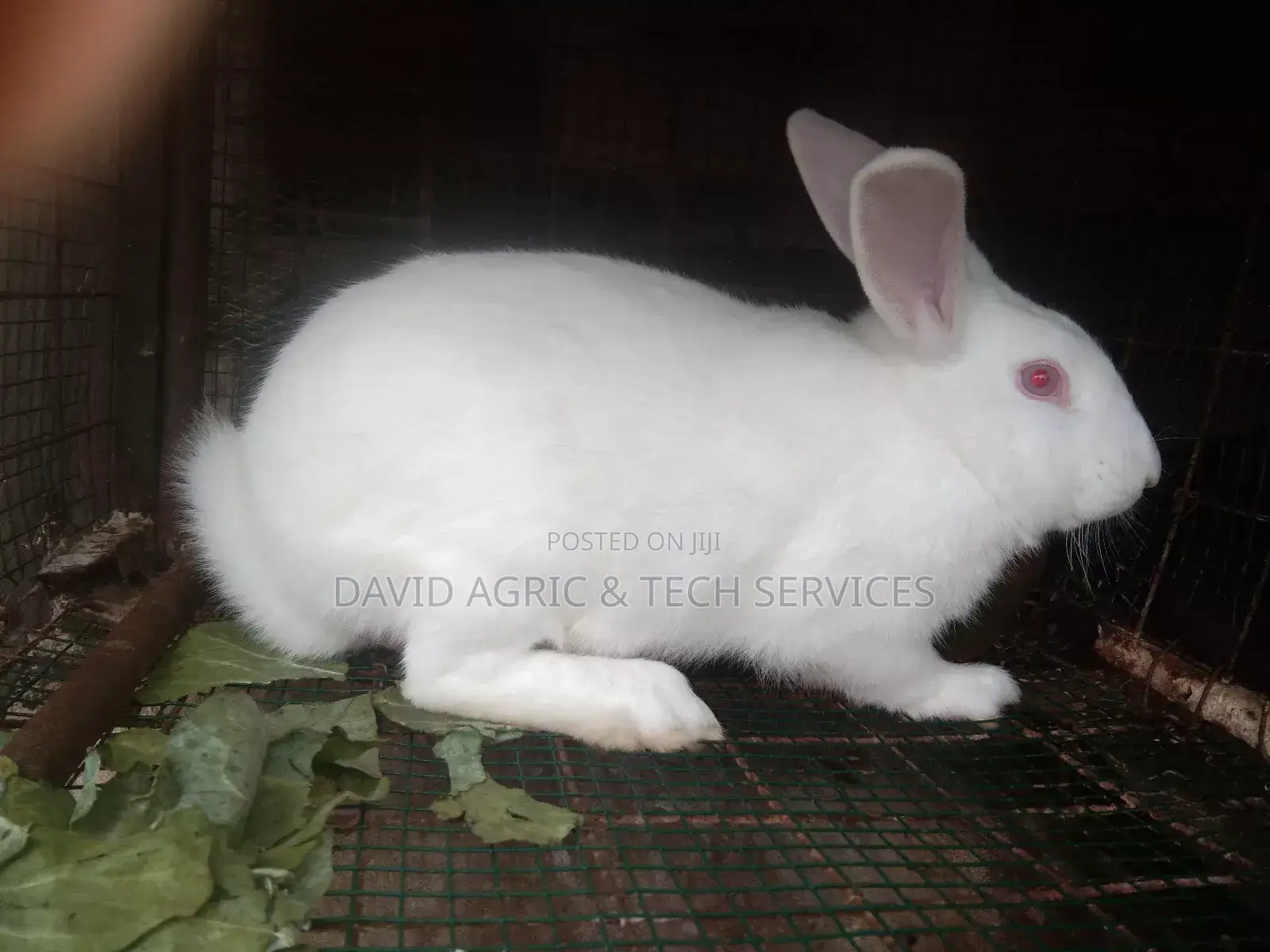 Rabbit Cages and Rabbit Breeders