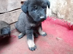 1-3 months Female Purebred German Shepherd