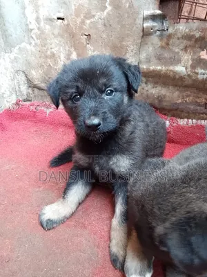 1-3 months Female Purebred German Shepherd