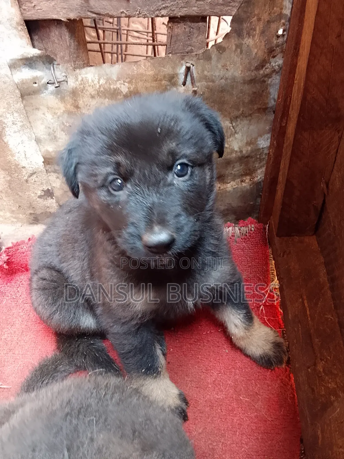 1-3 months Female Purebred German Shepherd