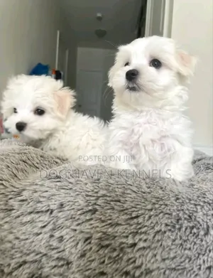 1-3 months Female Purebred Maltese