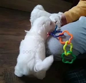 1-3 months Male Purebred Maltese
