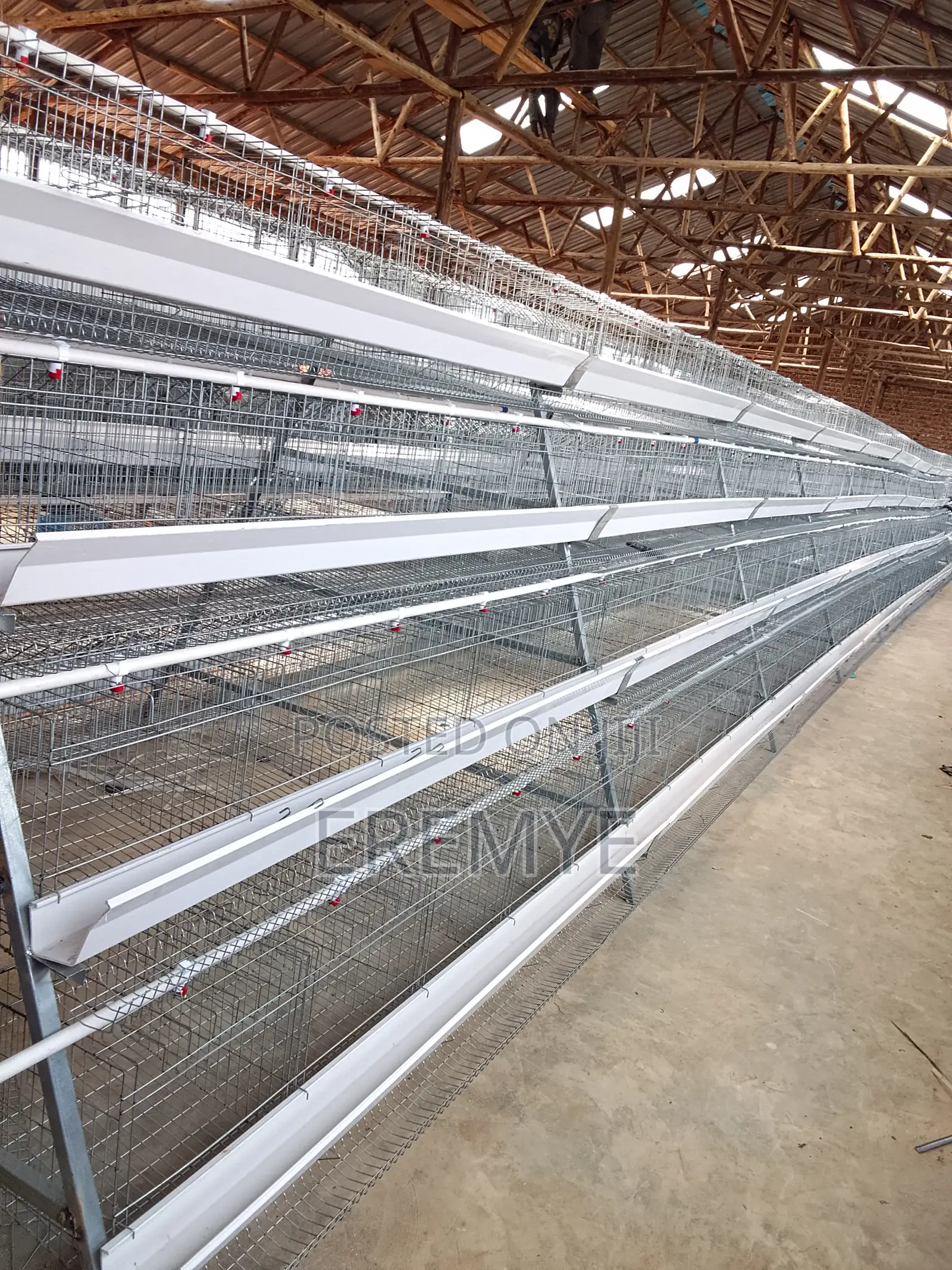 Layer Cages