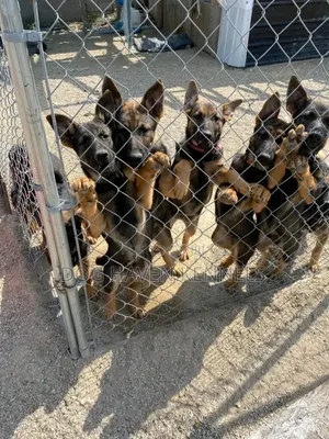3-6 months Male Purebred German Shepherd