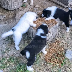 1-3 months Male Purebred Japanese Spitz