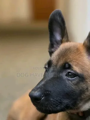 1-3 months Female Purebred Belgian Malinois