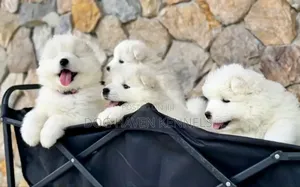 0-1 month Male Purebred Samoyed