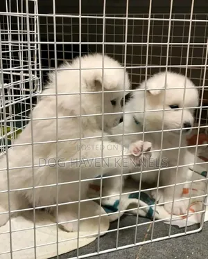 1-3 months Female Purebred Samoyed