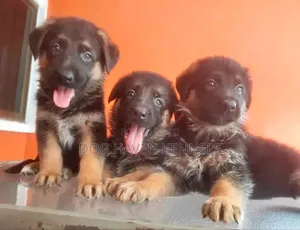 1-3 months Male Purebred German Shepherd