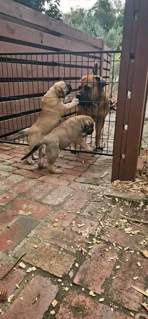 1-3 months Male Purebred Boerboel