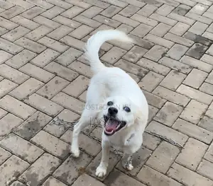 6-12 months Female Purebred Japanese Spitz