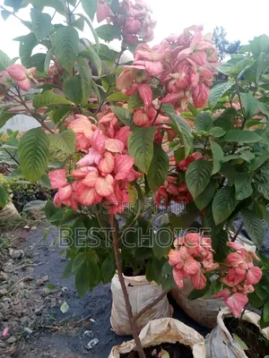 Flowers and Plants That Bring Joy One Bloom at a Time.
