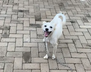 6-12 months Female Purebred Japanese Spitz