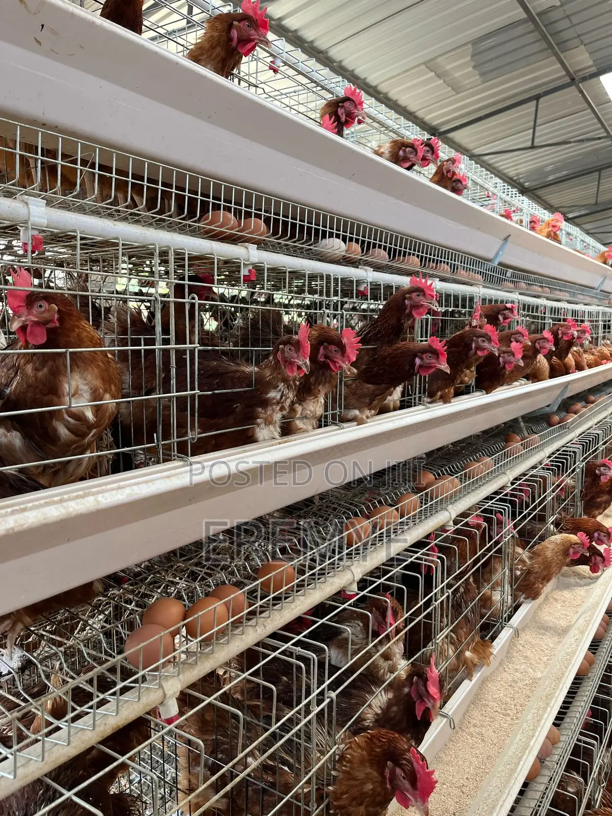 Chicken Cages for Layer