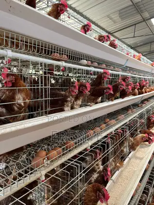 Chicken Cages for Layer