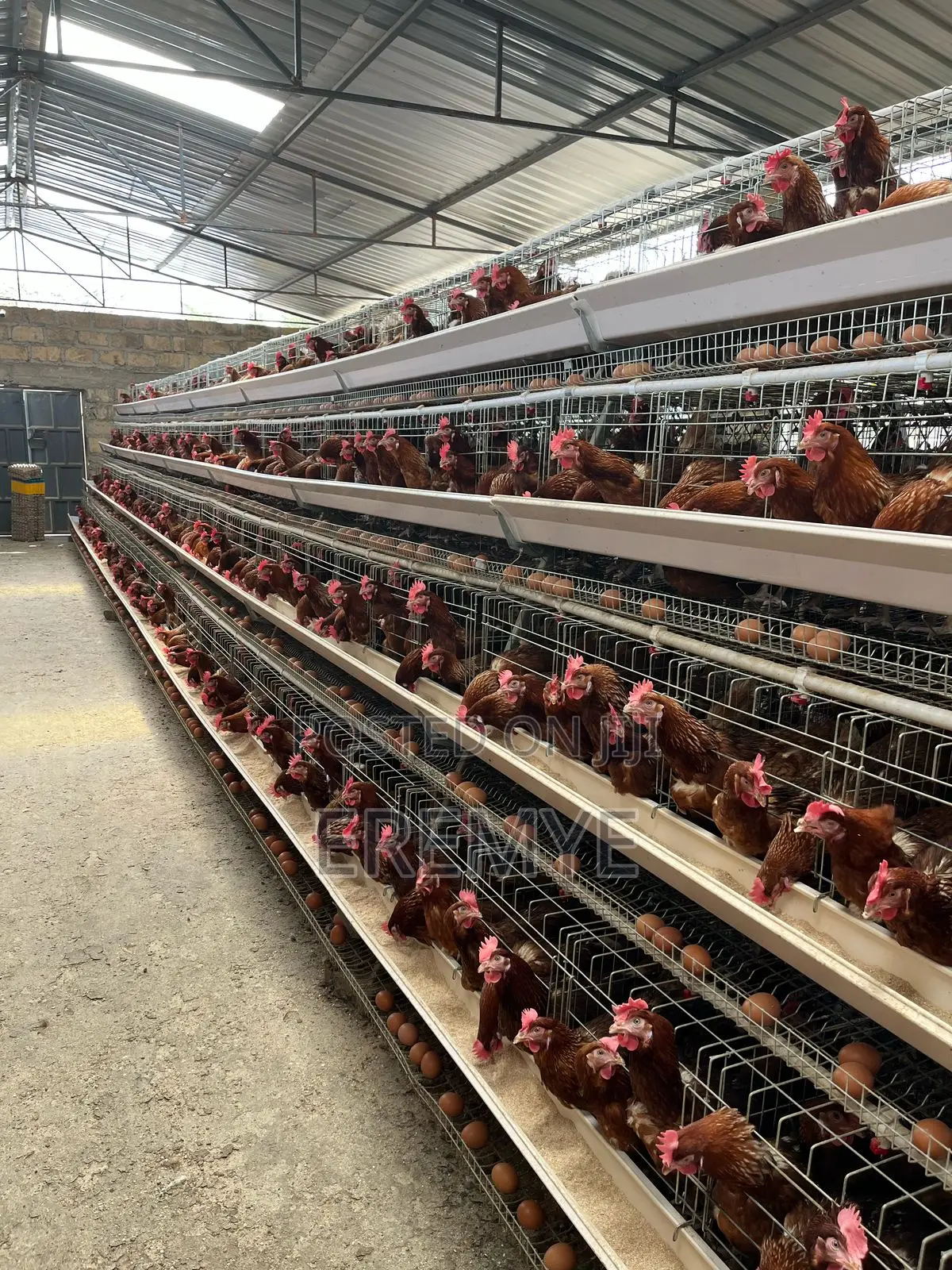 Chicken Cages for Layer