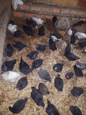 Local Chicks 1month Old