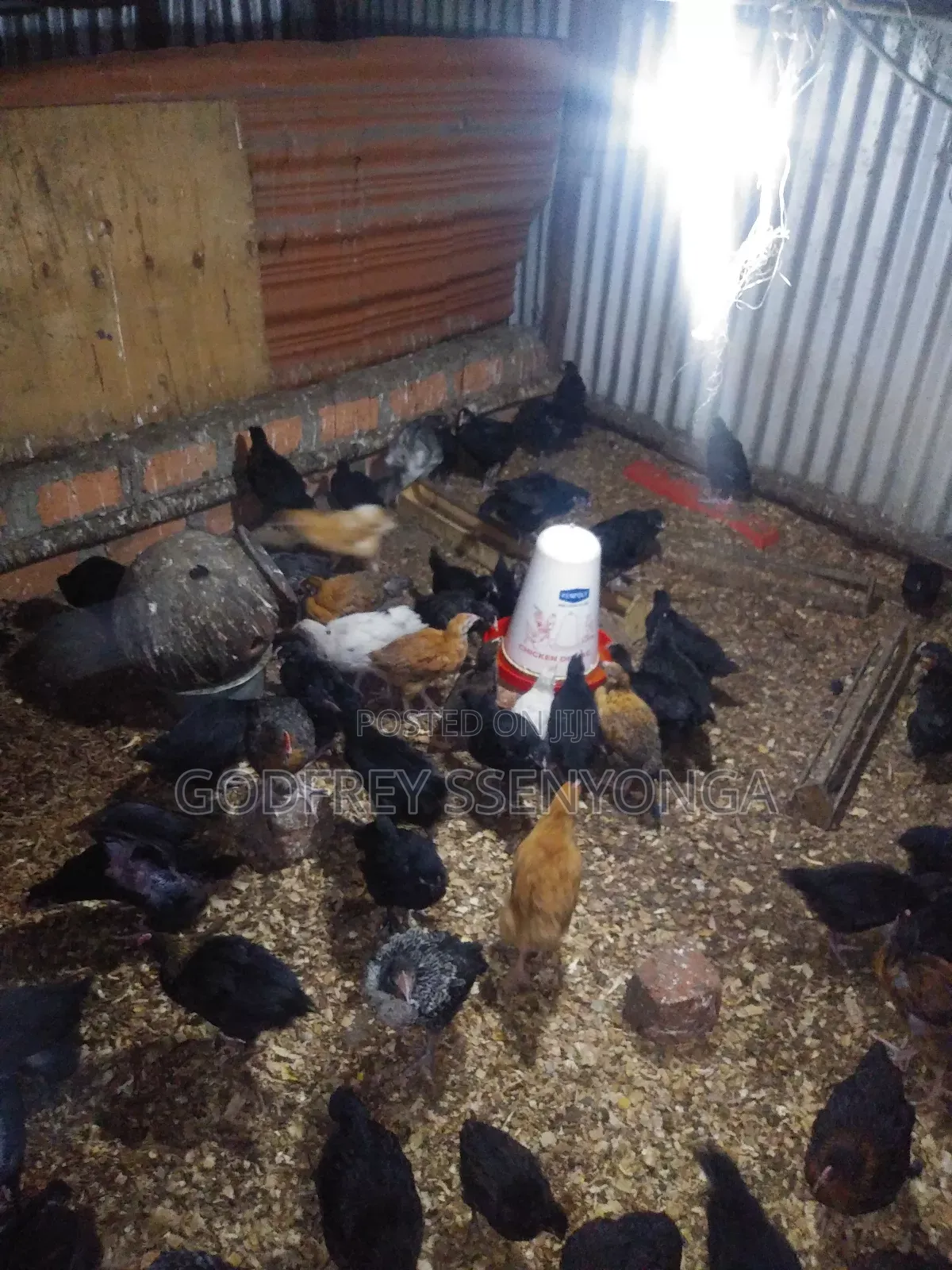 Local Chicks 1month Old