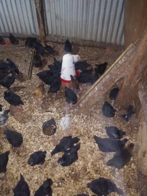 Local Chicks 1month Old