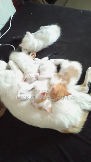 0-1 month Male Purebred Javanese