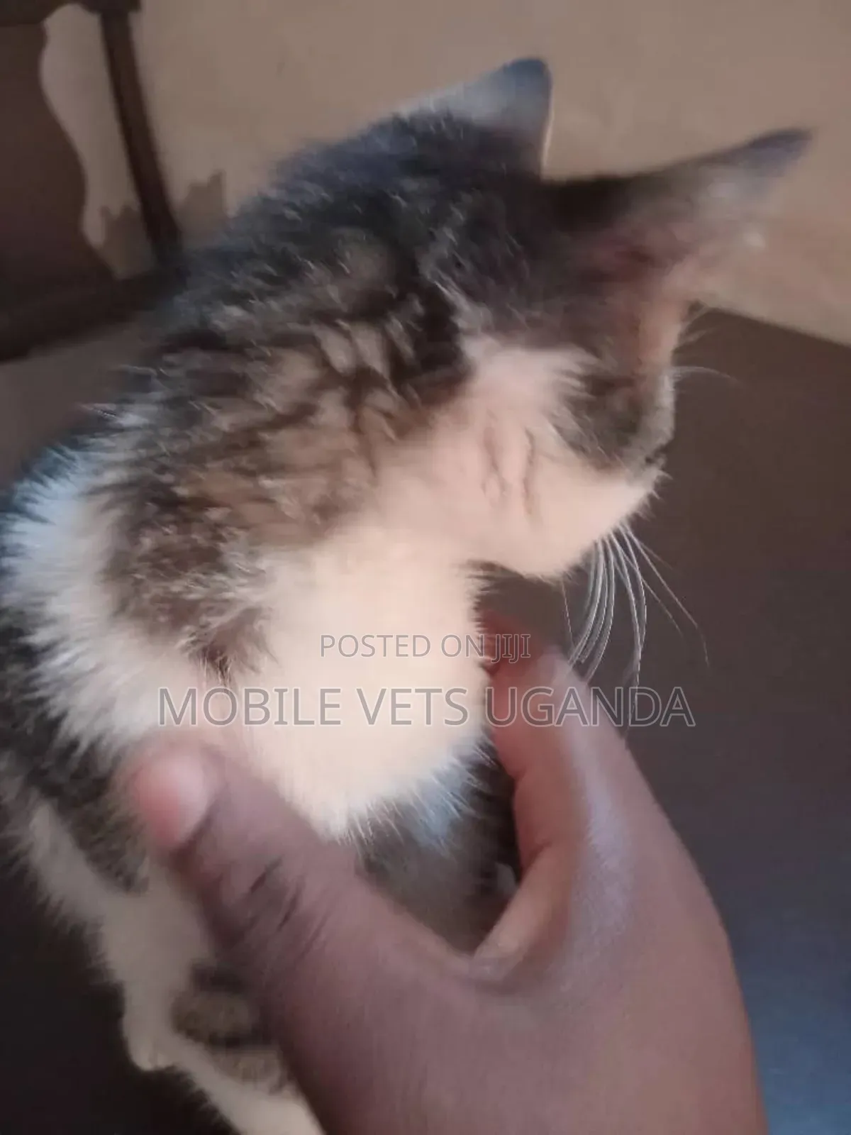 3-6 months Male Purebred Sphynx