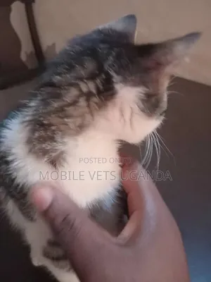 3-6 months Male Purebred Sphynx