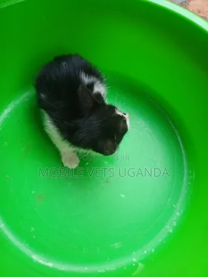 1-3 months Male Purebred American Curl