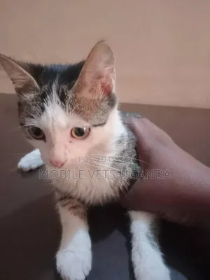 1-3 months Female Purebred Exotic