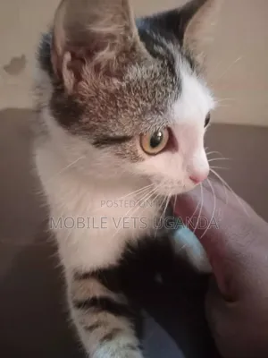 3-6 months Male Purebred Oriental