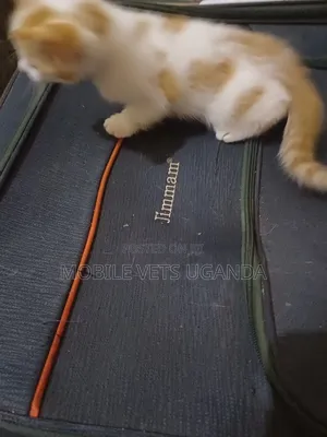1-3 months Male Purebred Tabby