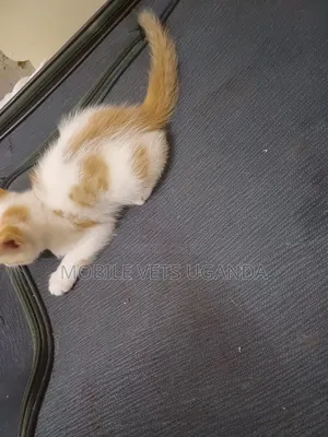 0-1 month Male Purebred Tonkinese