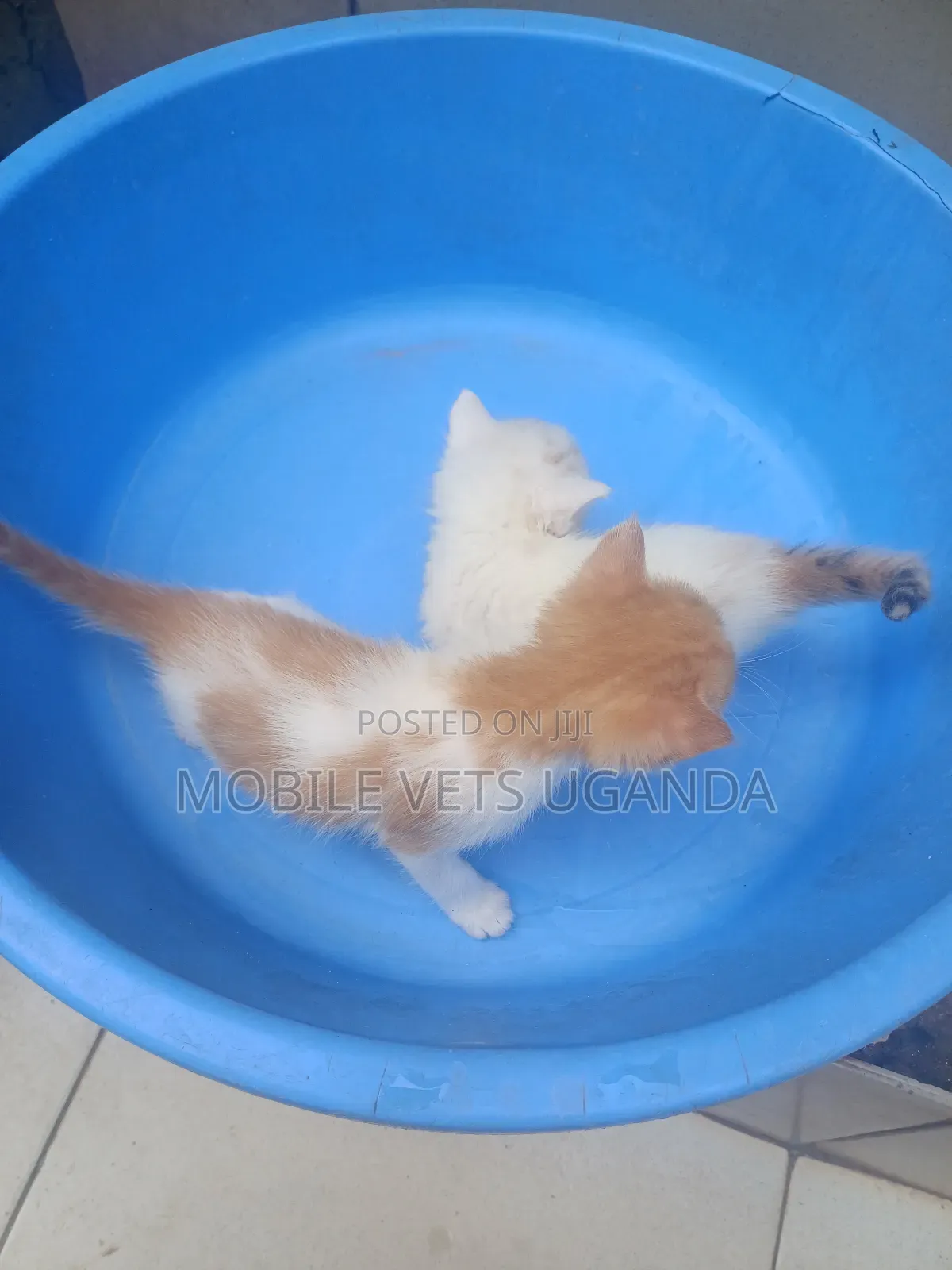 0-1 month Female Purebred Himalayan