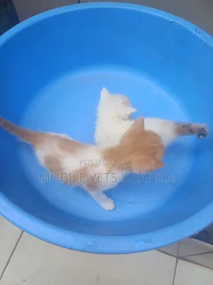 0-1 month Female Purebred Himalayan
