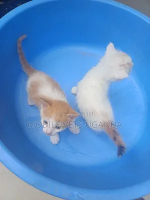3-6 months Male Purebred Cornish Rex
