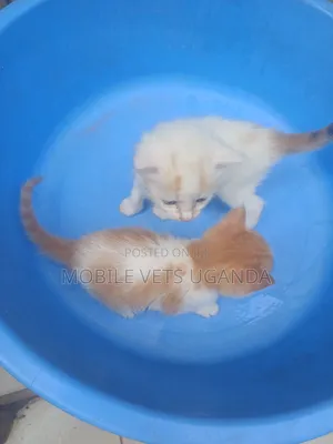 0-1 month Male Purebred British Shorthair