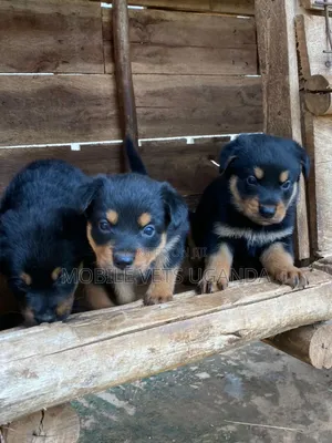 1-3 months Female Purebred Rottweiler