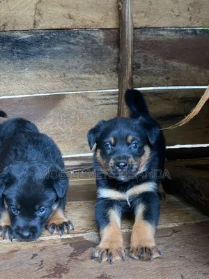0-1 month Female Purebred Rottweiler