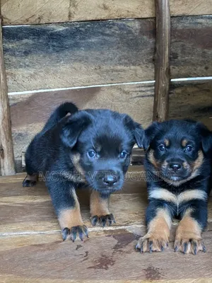 1-3 months Male Purebred Rottweiler