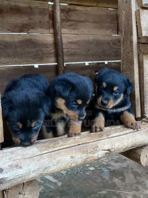 1-3 months Male Purebred Rottweiler