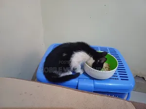 0-1 month Male Purebred American Bobtail
