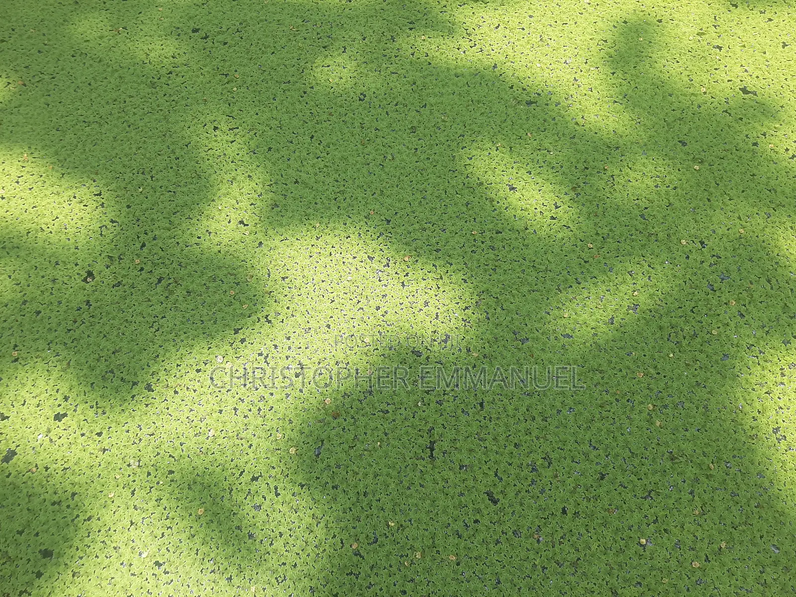 Azolla Seedlings