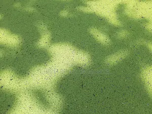 Azolla Seedlings