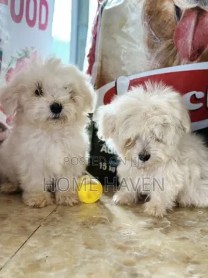 1-3 months Male Purebred Maltese