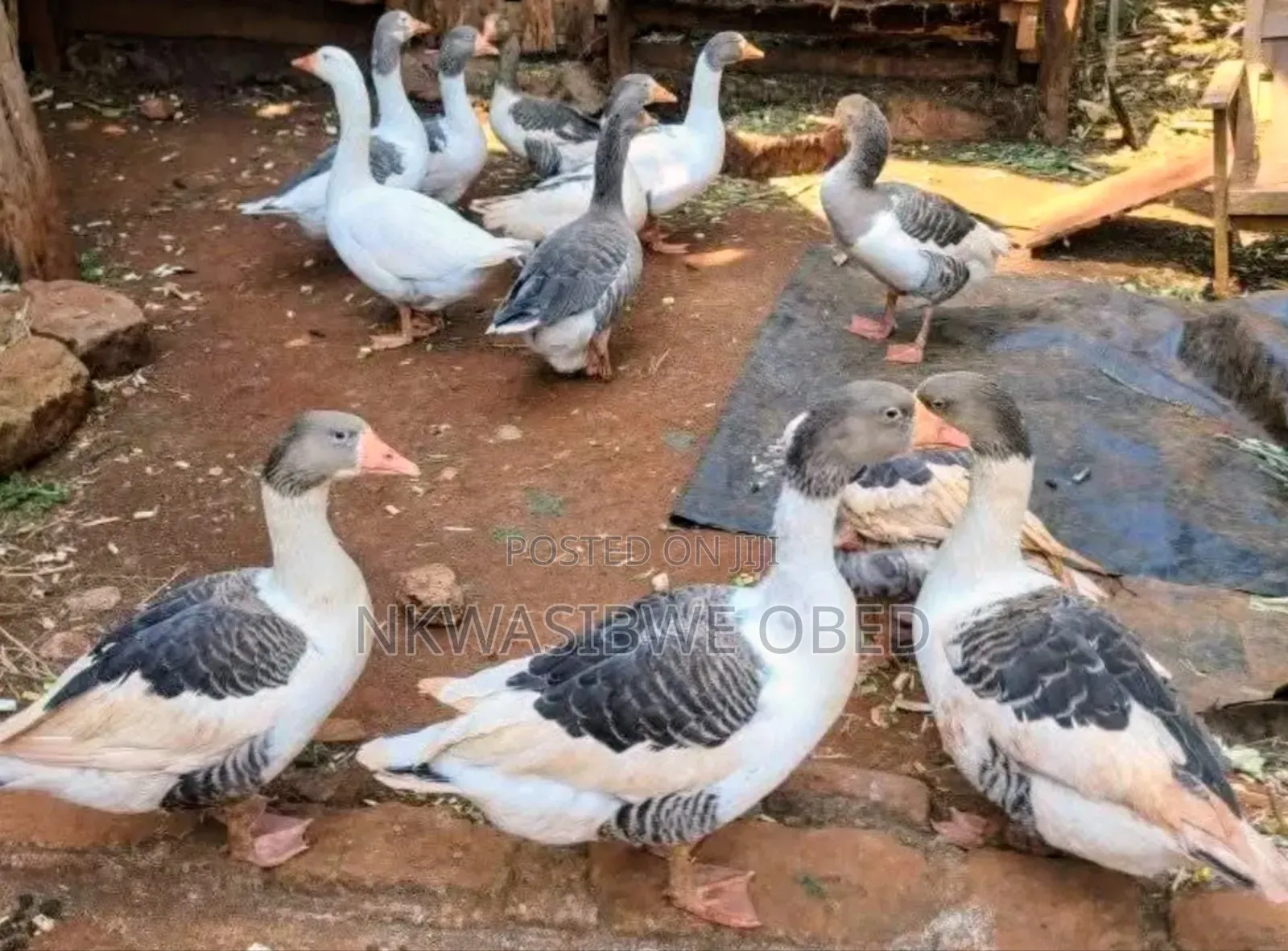 Security Geese