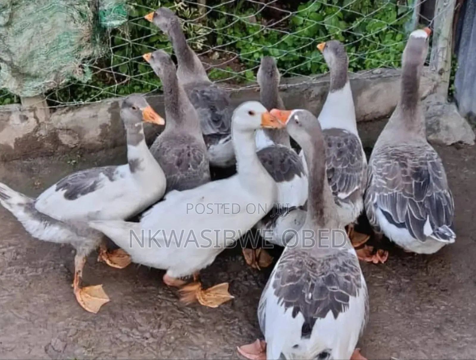 Security Geese