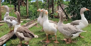 Security Geese