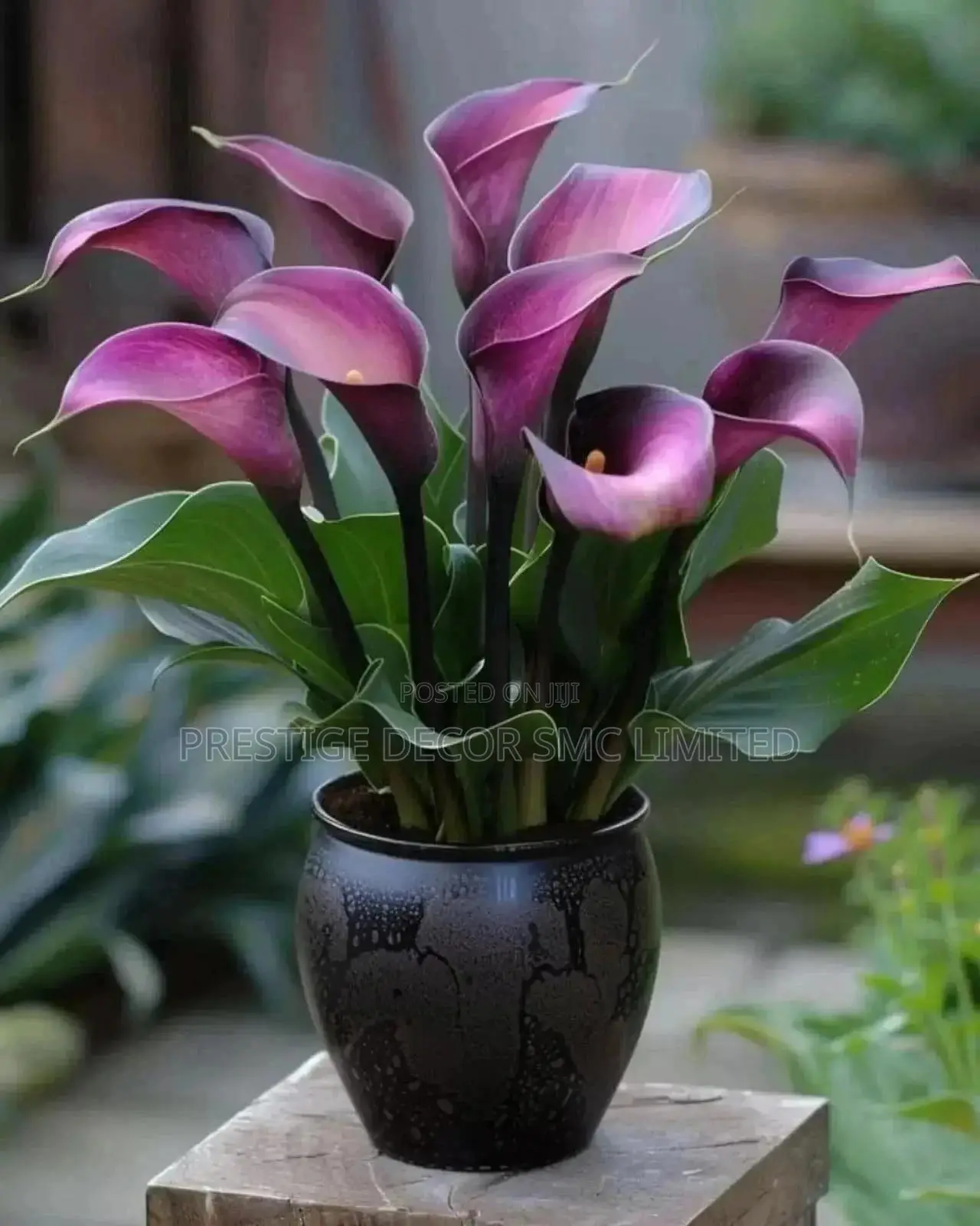 Simple Home Latest Flowers